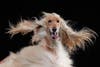 A Afghan greyhound's fur blows in the wind in front of a black background