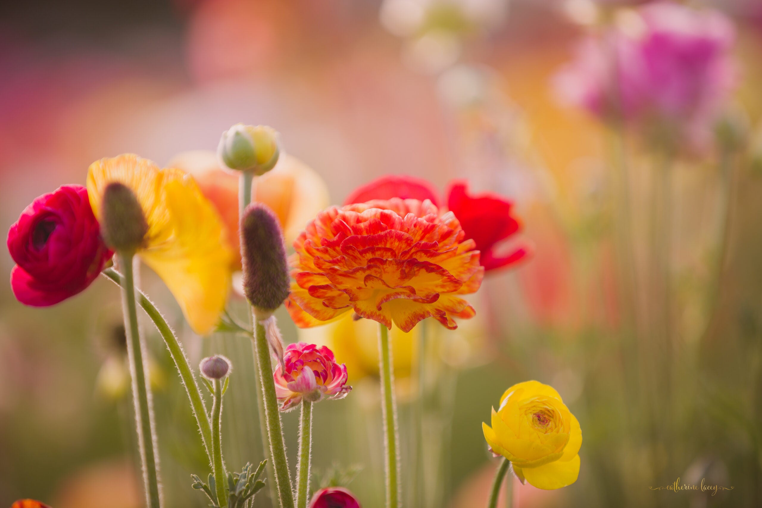 Close-up of red flowering plant on field,Los Angeles,California,United States,USA