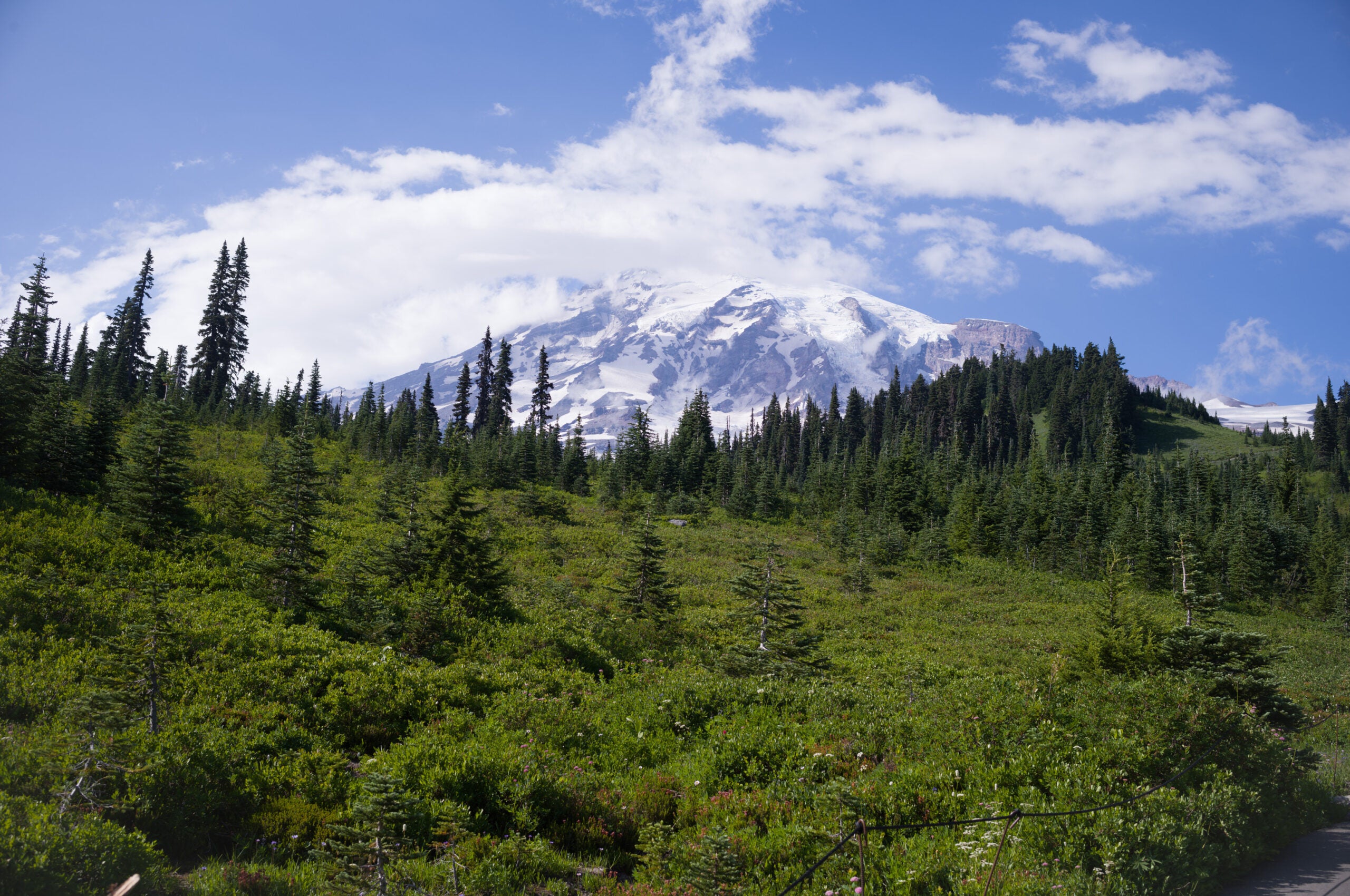 A lush green mountain looking up.