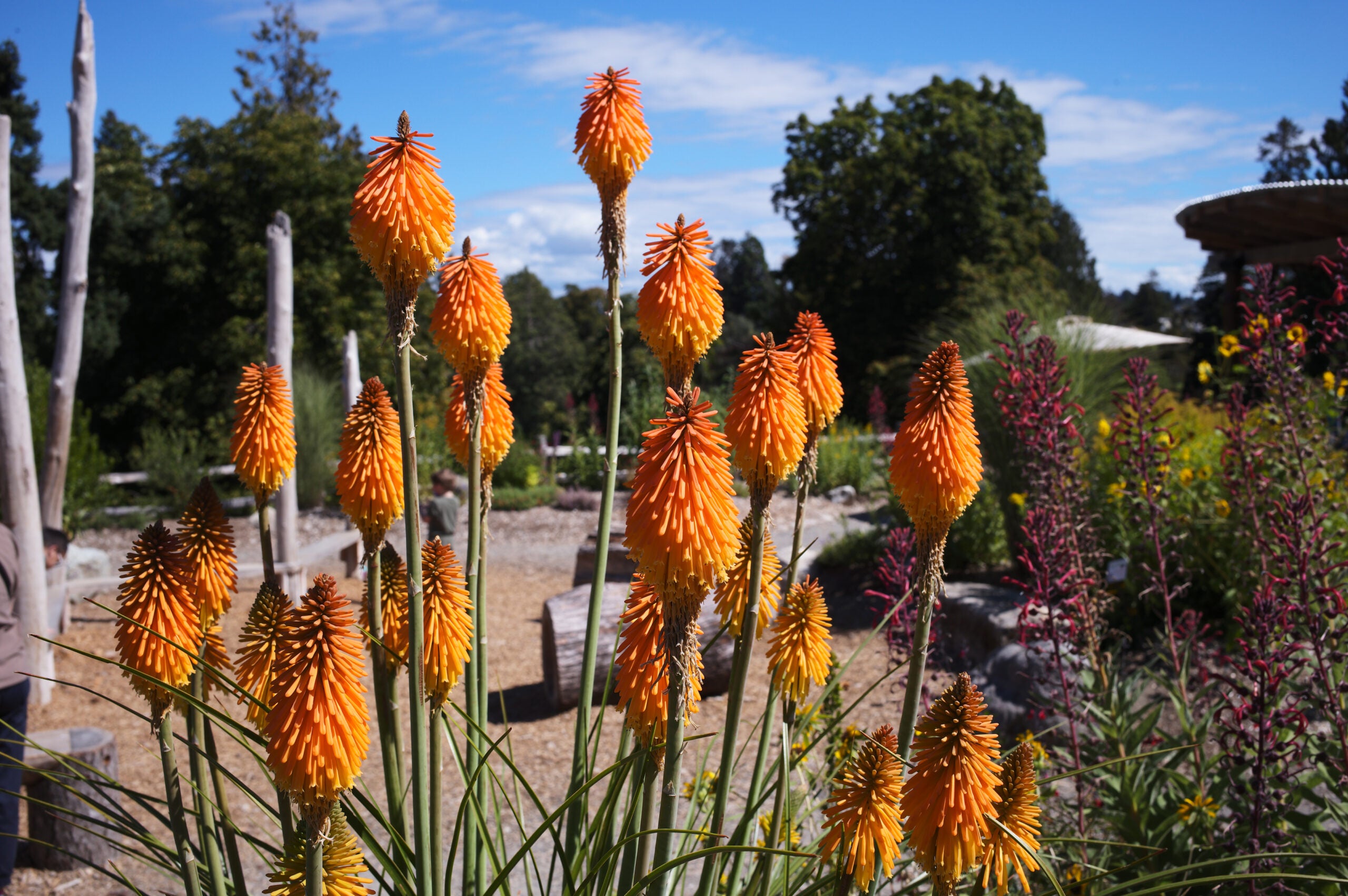 Bright orange flowers.