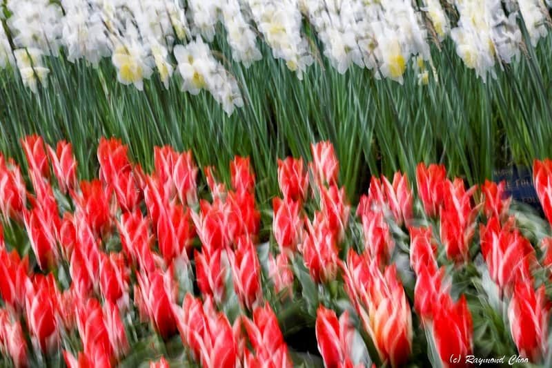 serendipity Keukenhof Gardens Netherlands